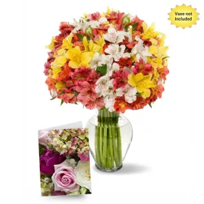 100 Blooms of Alstroemeria I order at Burkitt's Floral