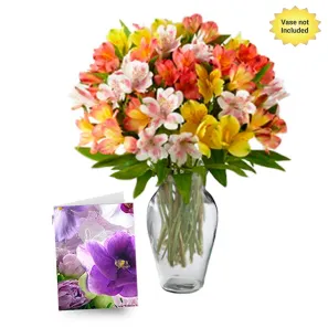 50 Blooms of Alstroemeria order at Burkitt's Floral