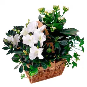 Blooming Plant Basket order at Burkitt's Floral