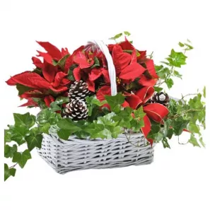 Happy Holidays Planter Basket order at Burkitt's Floral