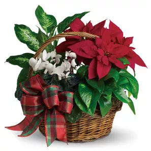 Holiday Poinsettia Basket order at Burkitt's Floral