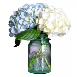 Hortensia en Bocal Maçon commander à L'oasis Florist Ltd