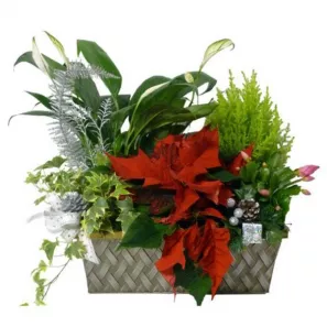 Seasons Greetings Planter Basket order at Burkitt's Floral