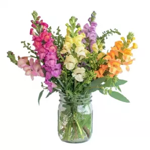 Super Snapdragons in Mason Jar order at Burkitt's Floral