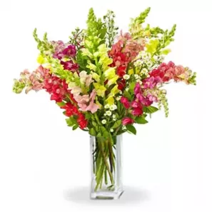 Super Snapdragons order at Burkitt's Floral